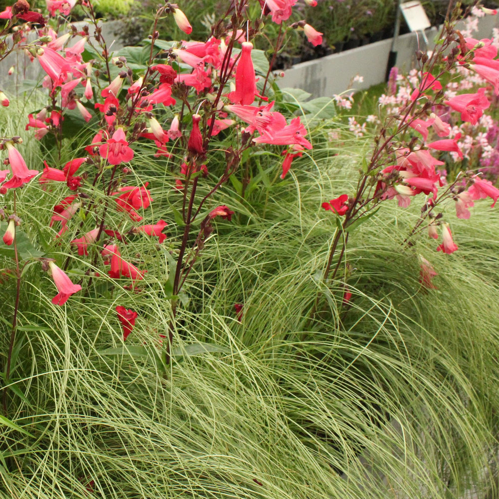 Green boutiQ - Siergrassen - Carex comans Frosted Curls - Groen - 2 Planten - Bladhoudend - Weinig Onderhoud - Pot 17cm Hoogte 50cm