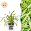 Green boutiQ - Kamerplant - Chlorophytum comosum Variegatum - Kattengras - Huisdiervriendelijk - Bont - 2 Planten - Pot 12cm - Hoogte 25-30cm