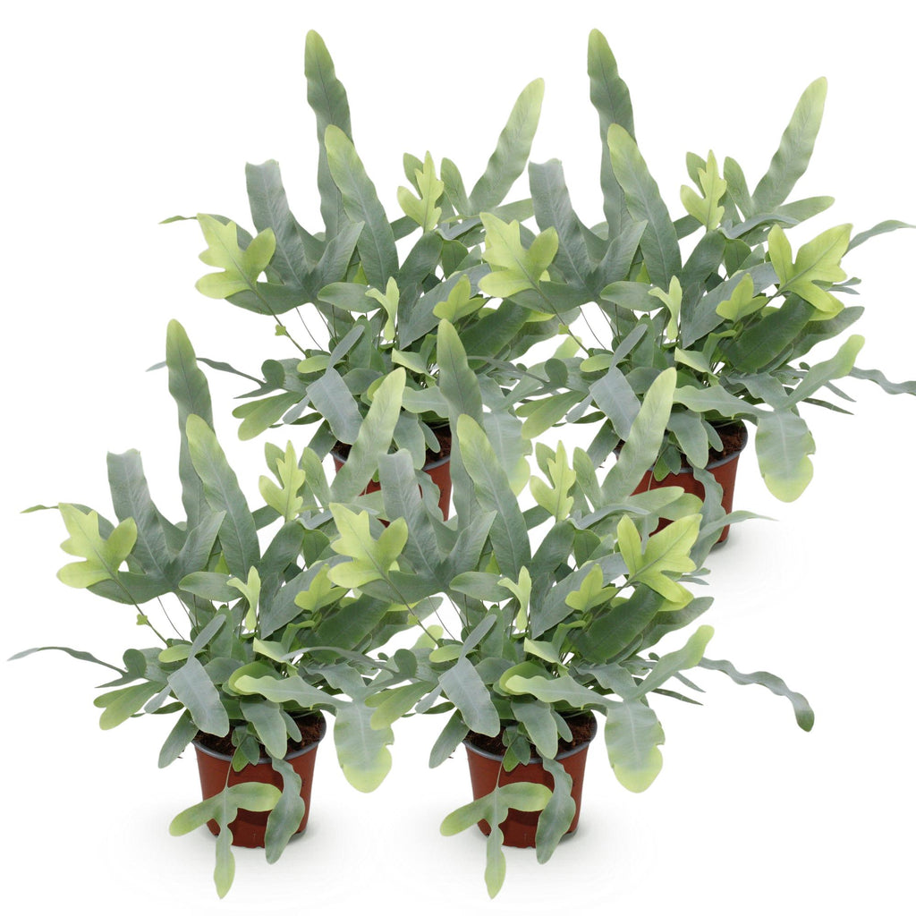 Green boutiQ - Kamerplant - Phlebodium aureum Blue Star - Blauwe Varen - Huisdiervriendelijk - Blauw - 4 Planten - Pot 12cm - Hoogte 25-30cm