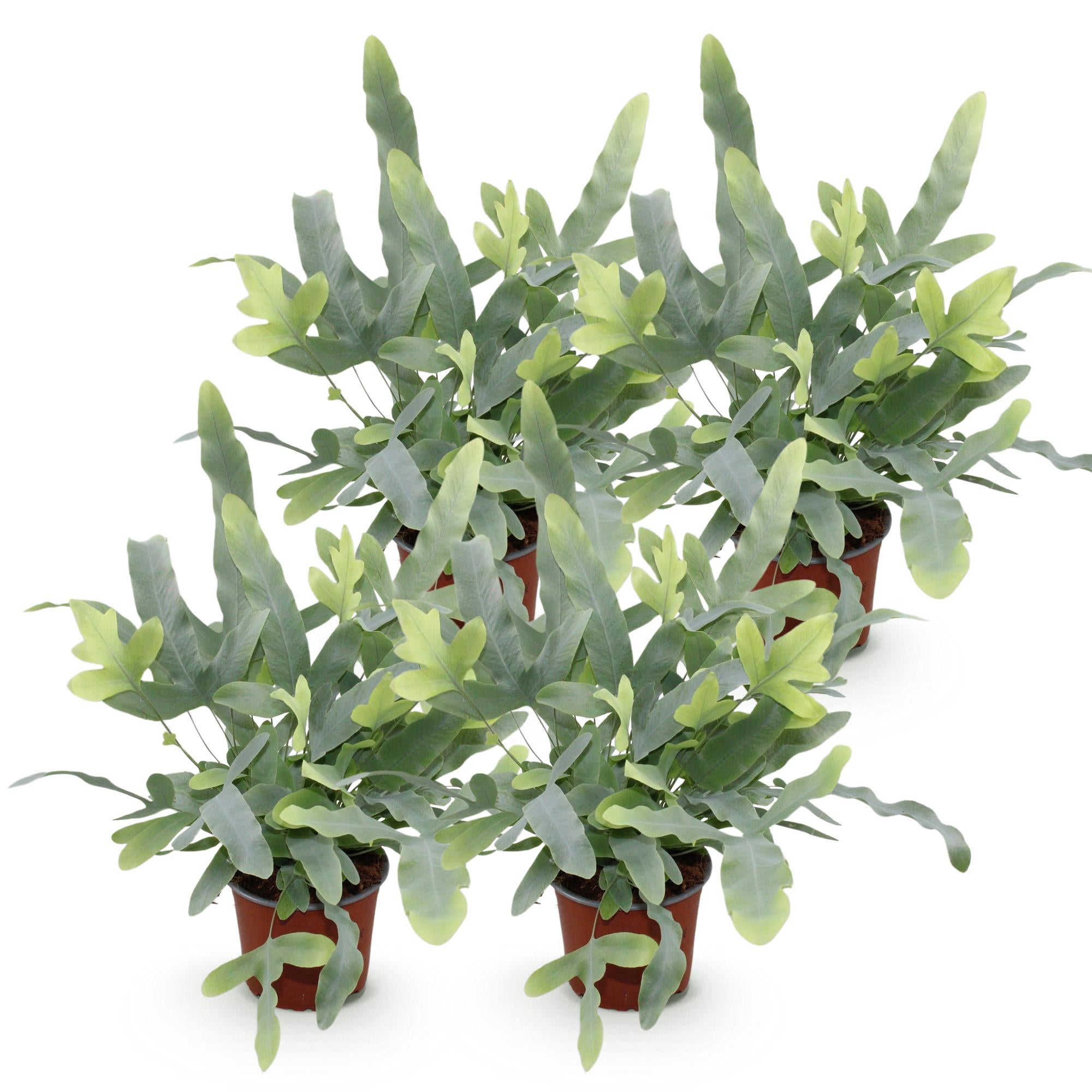Green boutiQ - Kamerplant - Phlebodium aureum Blue Star - Blauwe Varen - Huisdiervriendelijk - Blauw - 4 Planten - Pot 12cm - Hoogte 25-30cm