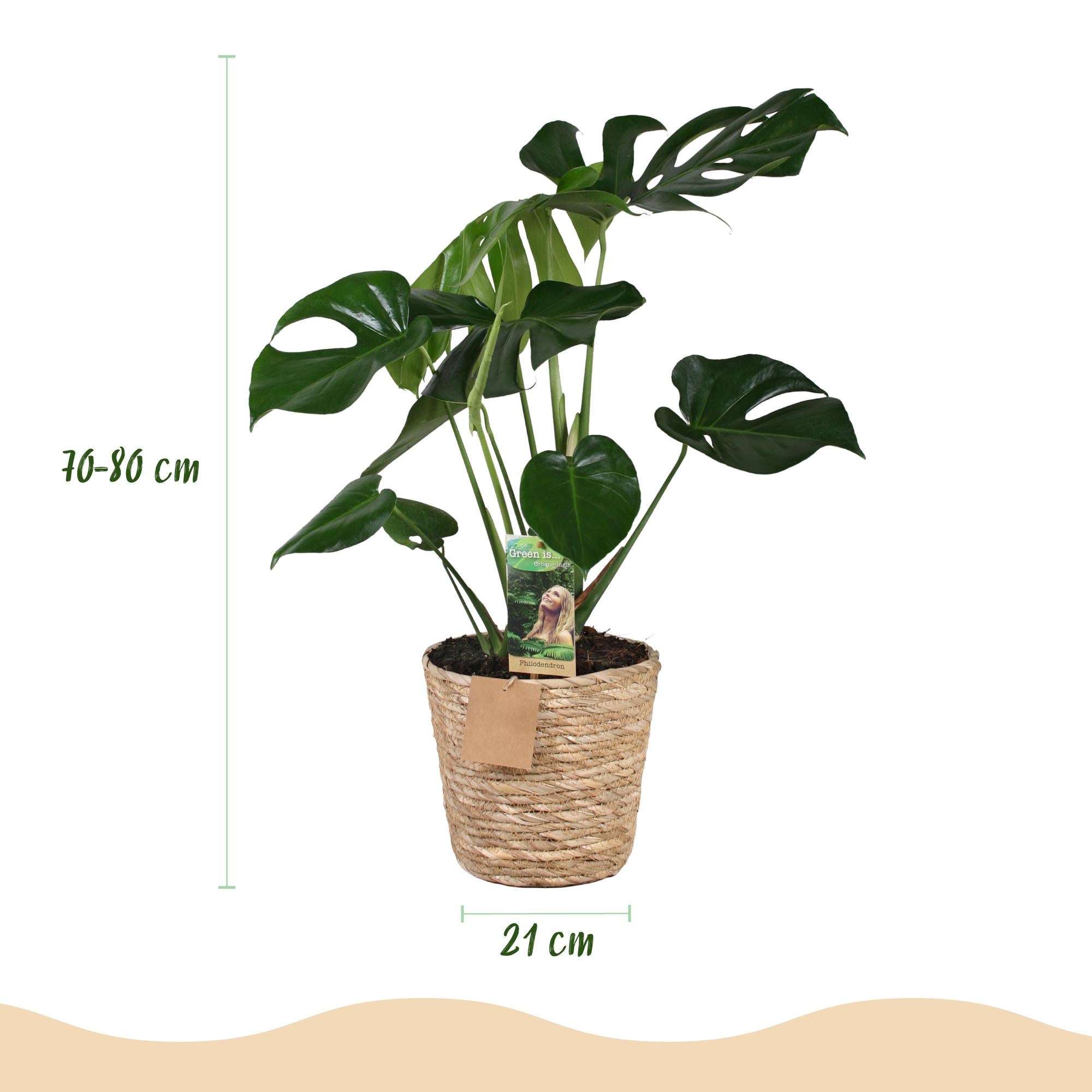 Green BoutiQ - Green is... Kamerplanten - Monstera Deliciosa - Gatenplant - Weinig onderhoud - met mand - Groen - 1 Plant - Pot 21cm - Hoogte 70-80cm