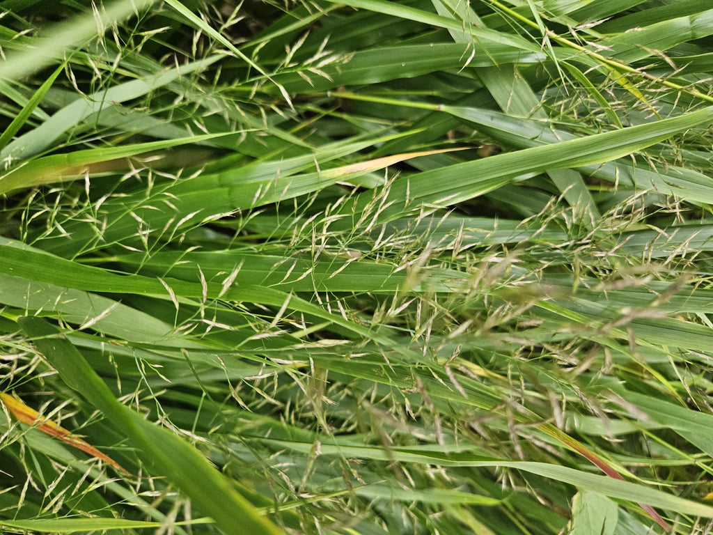 40x Hakonechloa macra - ↕10-25cm - Ø9cm