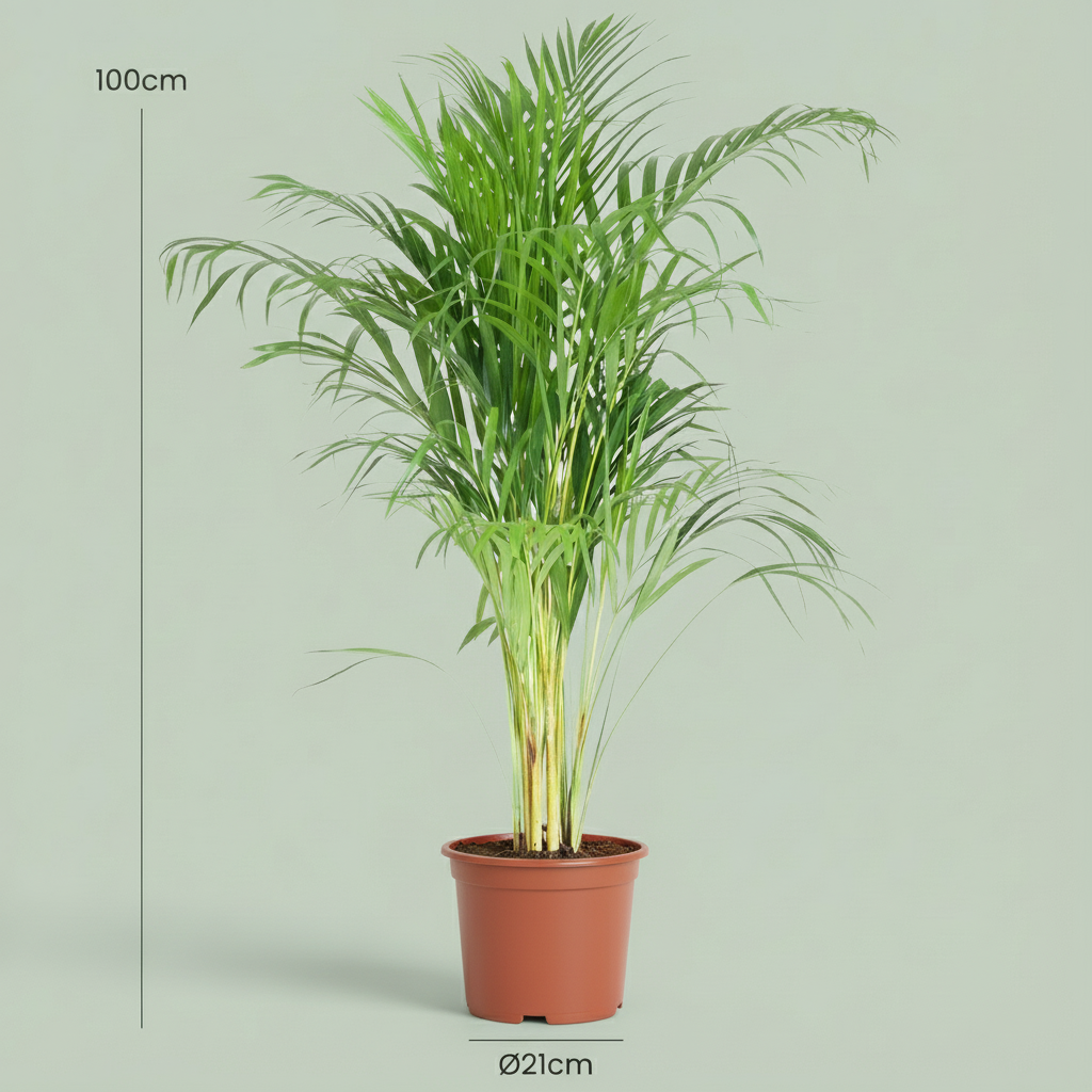 Green boutiQ - Kamerplant - Goudpalm - Dypsis Lutescens Areca - Groen - Weinig onderhoud - 1 Plant - Pot 21cm - Hoogte 90 - 100cm