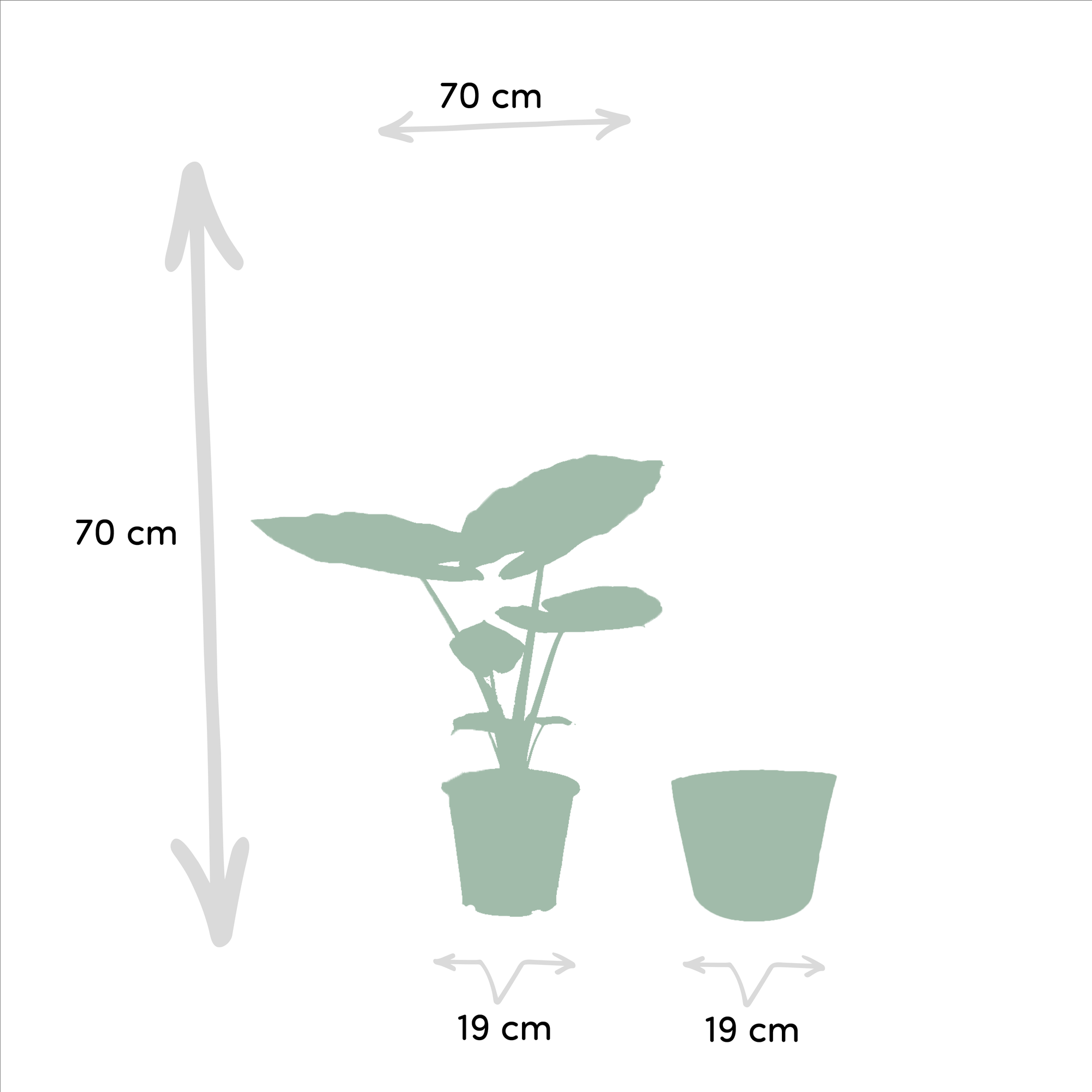Alocasia Macrorrhiza - Ø19cm - ↕70cm + Mand Selin