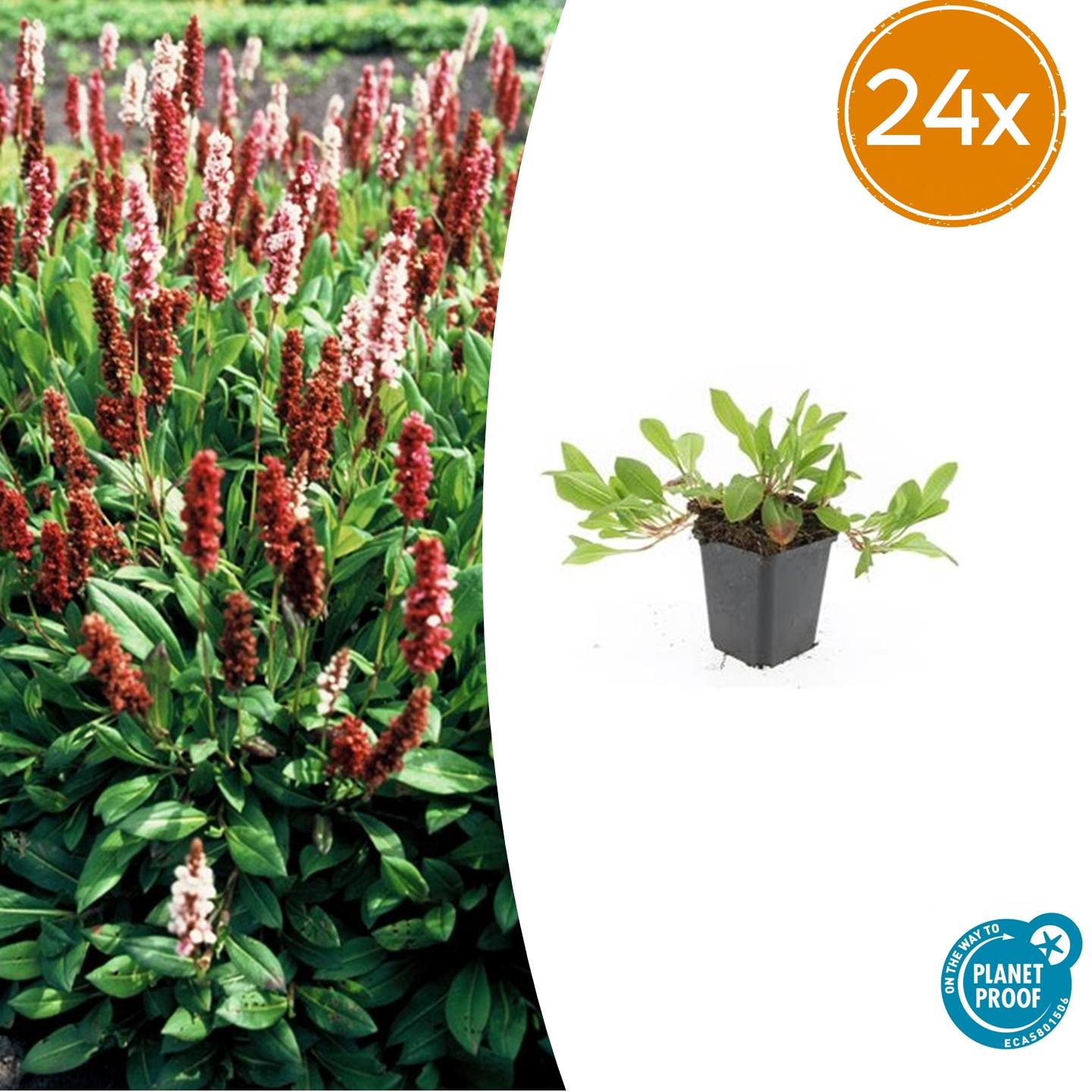 24x Persicaria aff. 'Darjeeling Red' - ↕10-25cm - Ø9cm