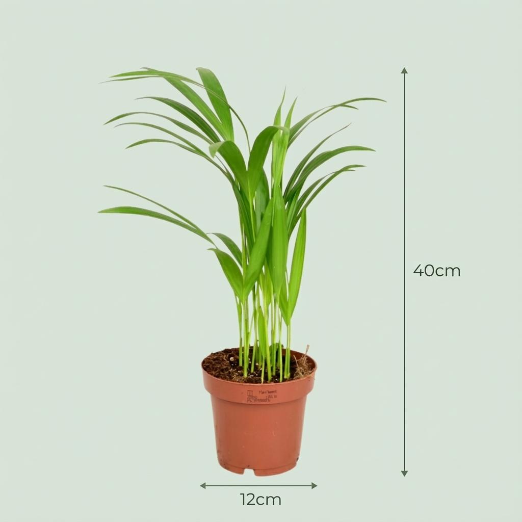 4x Areca Dypsis Lutescens Goudpalm - Ø 12 cm - Hoogte: 40 cm