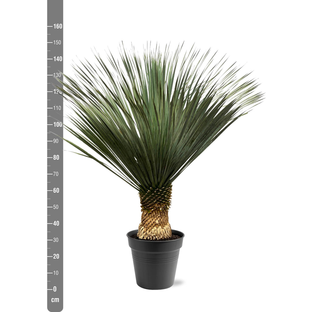 Yucca Rostrata - 140 - 160 cm - Ø50
