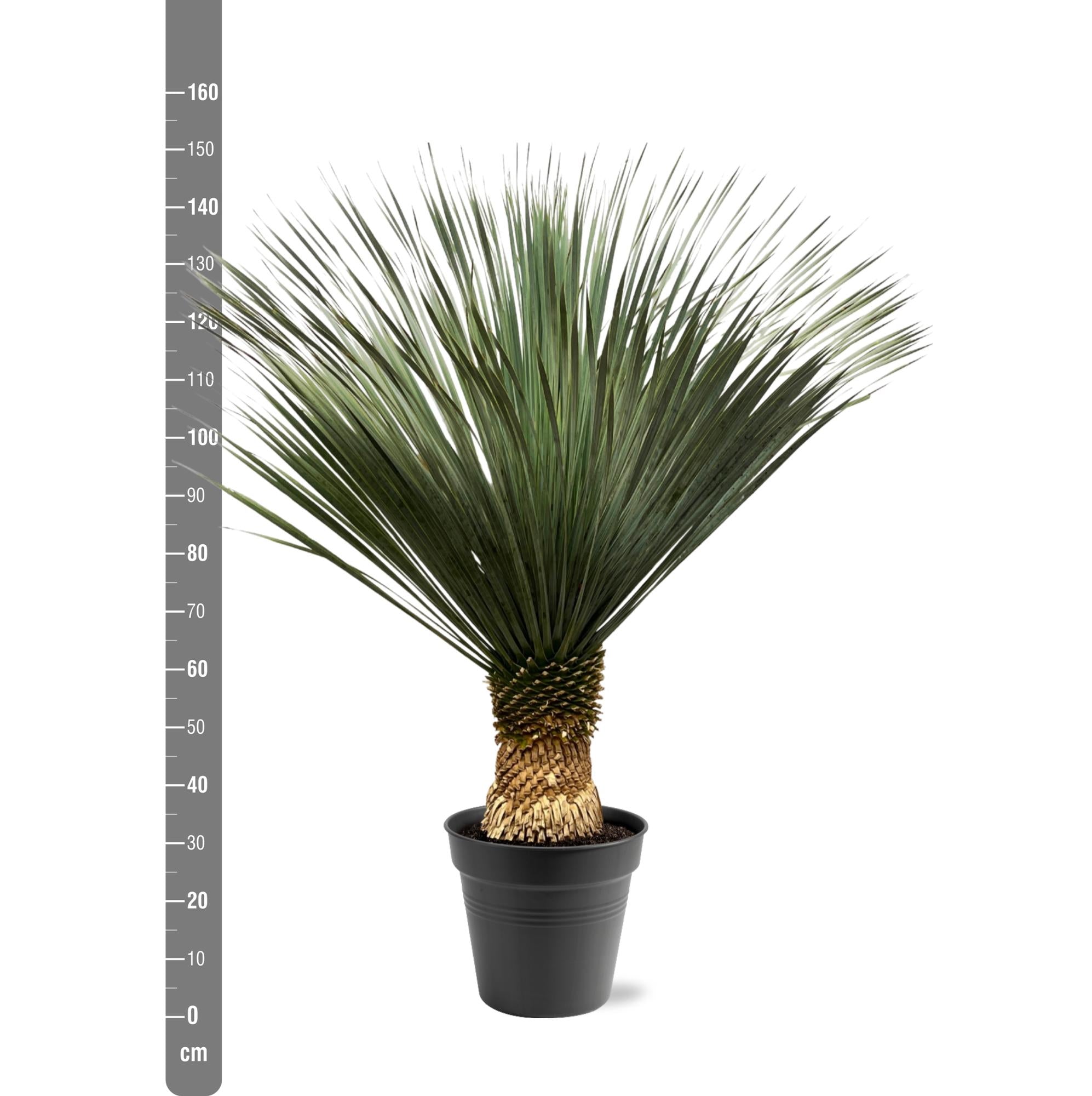 Yucca Rostrata - 140 - 160 cm - Ø50