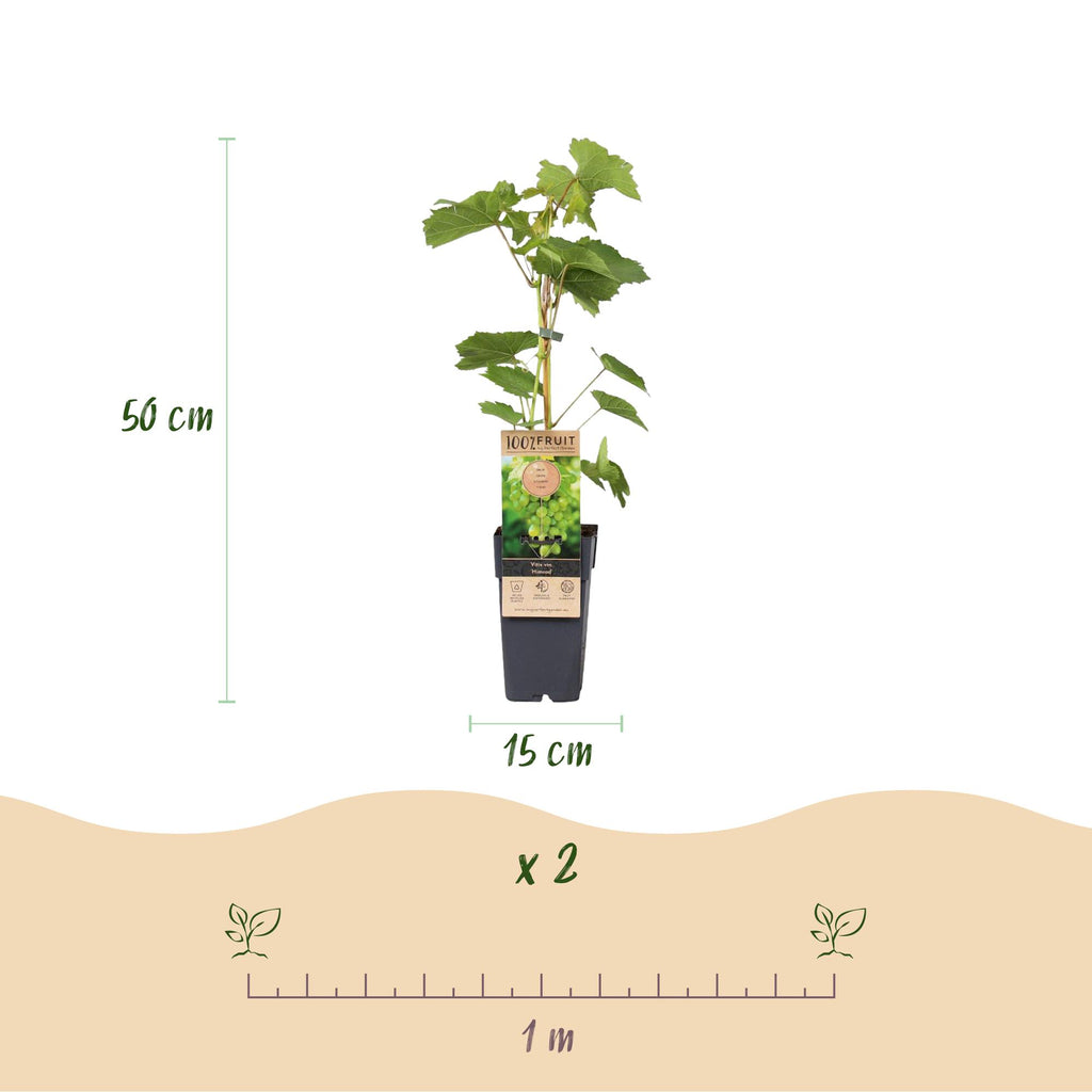 Green boutiQ - Fruitplant - Paarse & Witte Druif -  Vitis vinifera Vanessa & Himrod  - Pitloos - 2 planten - Pot 15cm Hoogte 50cm