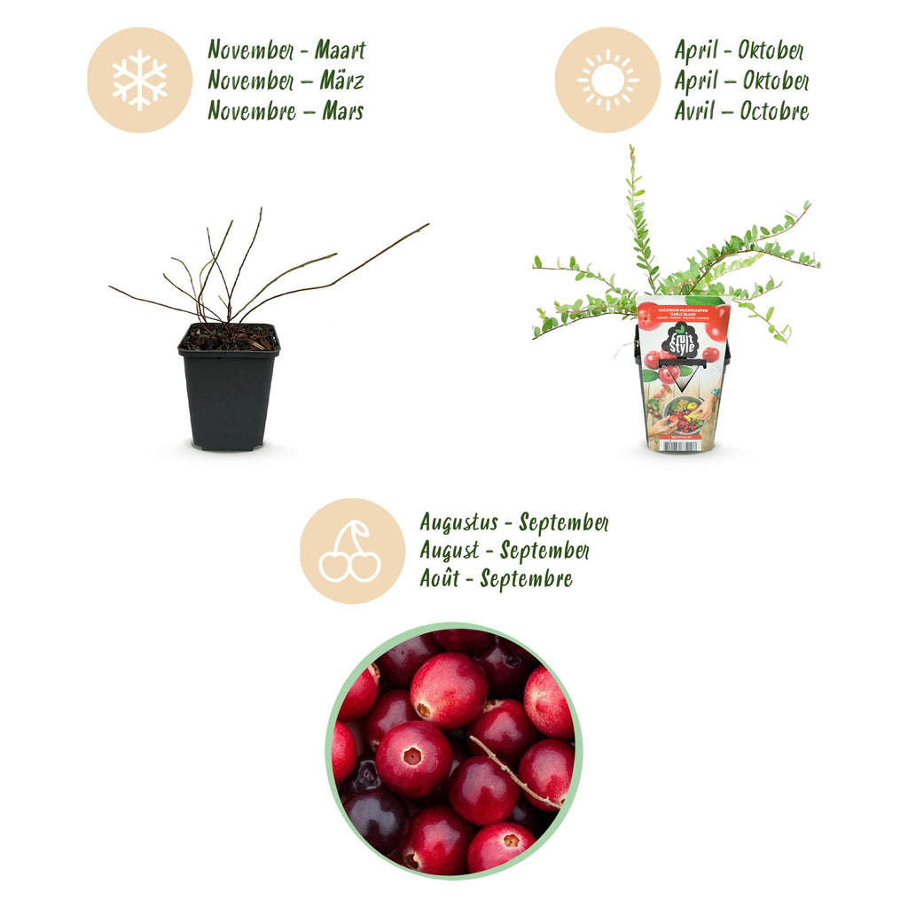 Green boutiQ - Fruitplanten - Blauwe Bes - Vaccinium macrophylla Early Black - Winterhard - 3 Planten - Pot 9 cm - Donker Rode  Bes