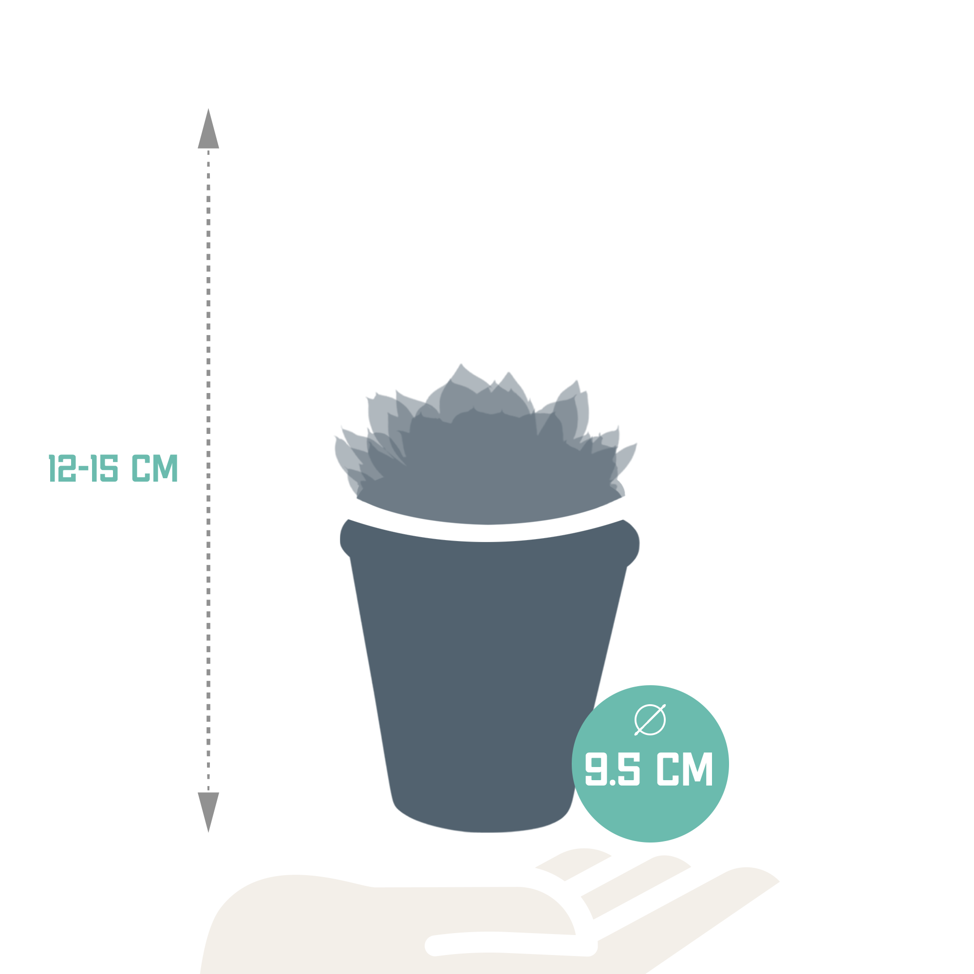 Echeveria mix 8.5 cm - 3x - in terracotta pot