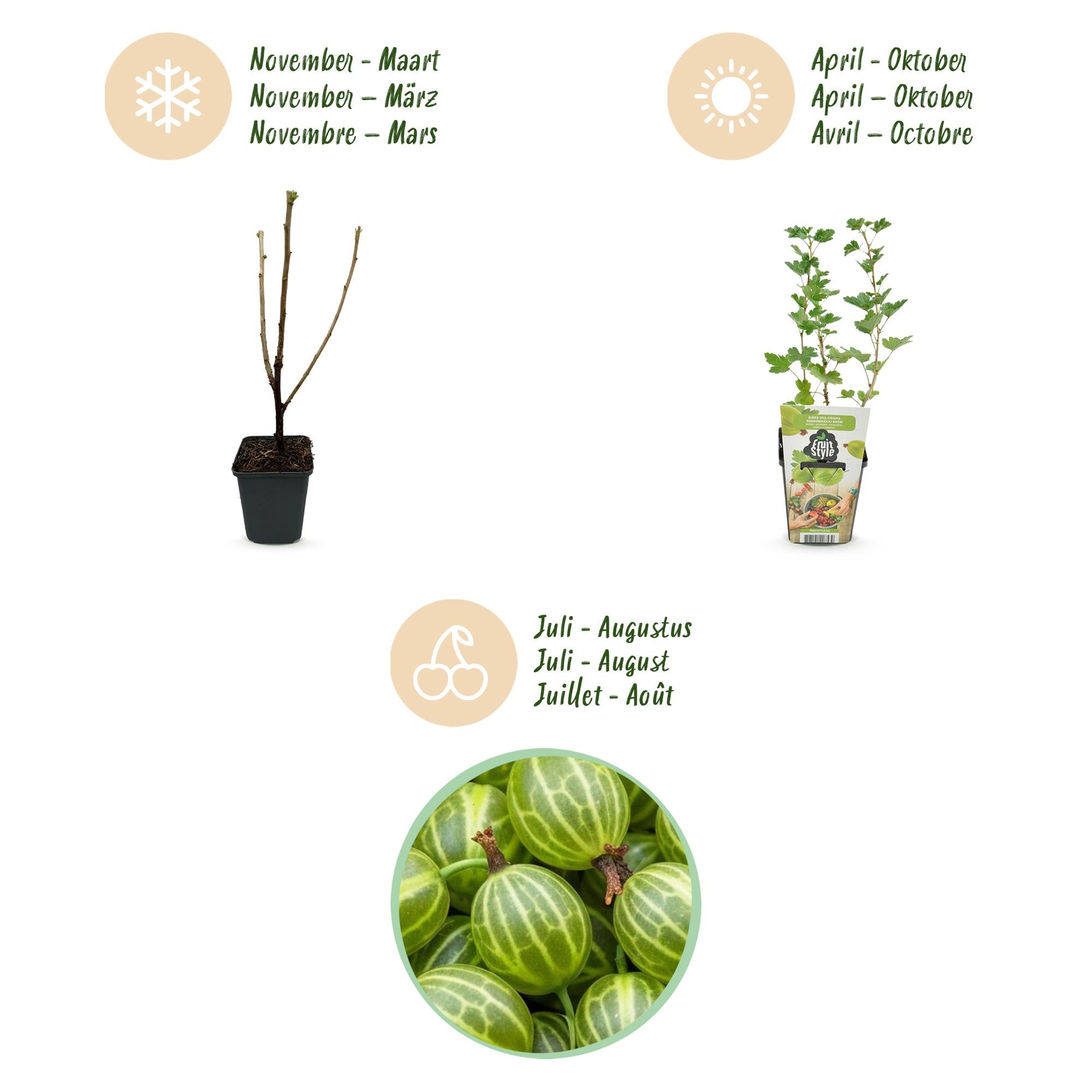 Green boutiQ - Fruitplanten - Kruisbes - Ribes uva-crispa Hinnonmaki Grun - Winterhard - 6 Planten - Pot 9 cm - Groene Bes