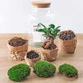 DIY Planten terrarium met licht - Milky Bonsai - Ø 21 cm ↑ 30 cm - No tools