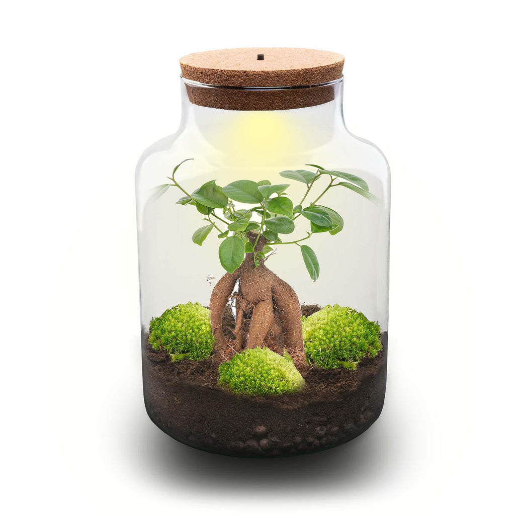 DIY Planten terrarium met licht - Milky Bonsai - Ø 21 cm ↑ 30 cm - No tools