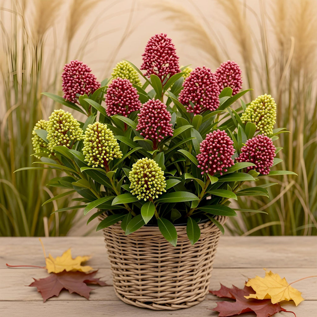 1x - Terrasplant - Skimmia japonica Festival - Bloem Wit & Rood - 15+ Bloemen - 1 Plant - Winterhard - Pot 15cm Hoogte 30cm