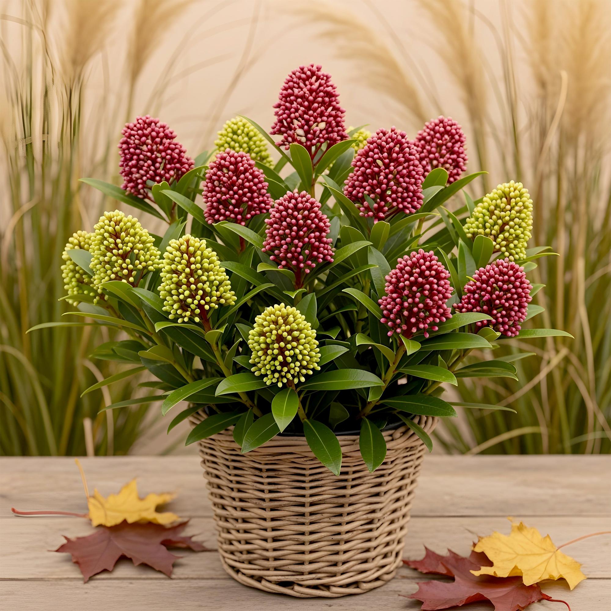 1x - Terrasplant - Skimmia japonica Festival - Bloem Wit & Rood - 15+ Bloemen - 1 Plant - Winterhard - Pot 15cm Hoogte 30cm