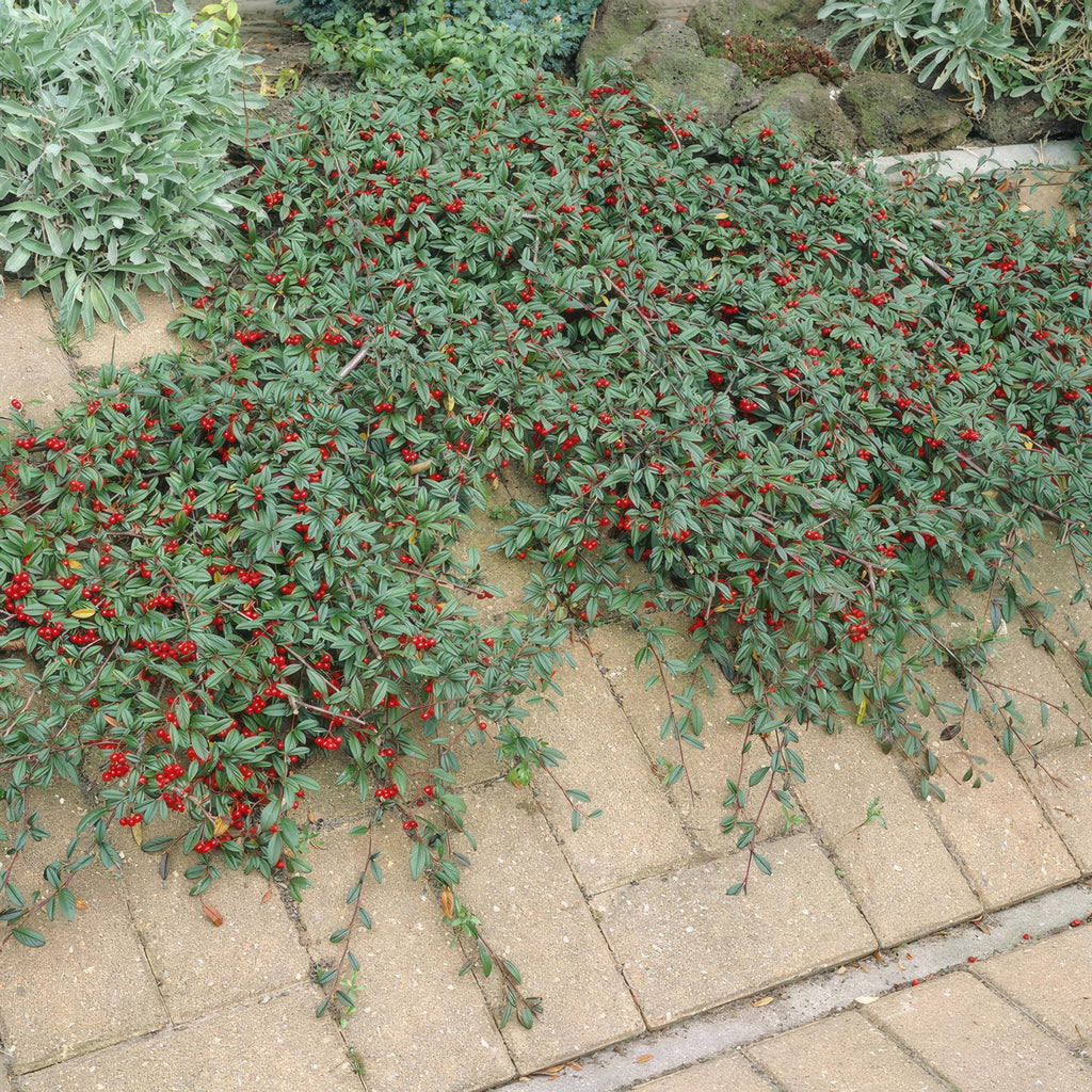 24x Cotoneaster dam. 'Major' - ↕25cm - Ø9cm