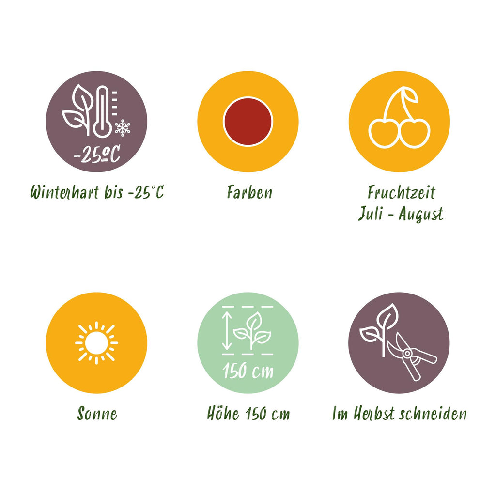 Green boutiQ - Fruitplanten - Kruisbes - Ribes uva-crispa Hinnonmaki Rod - Winterhard - 6 Planten - Pot 9 cm - Rode Bes