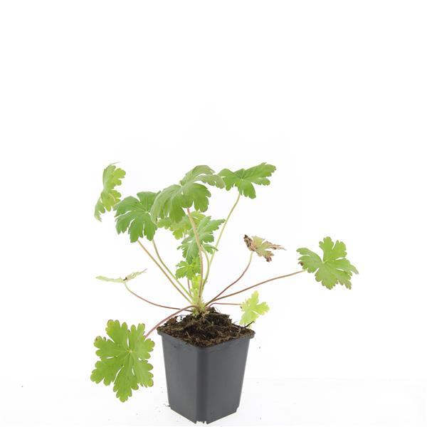 24x Geranium macr. 'Ingwersen's Var.' - ↕10-25cm - Ø9cm