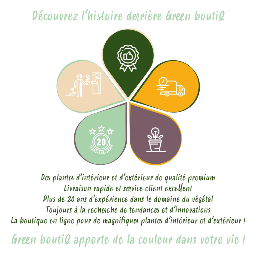 Green BoutiQ - Green is... Kamerplanten - Dracaena fragrans Steudneri - Drakenbloedboom - Weinig onderhoud - Groen - 2 Planten - Pot 17cm - Hoogte 50-55cm