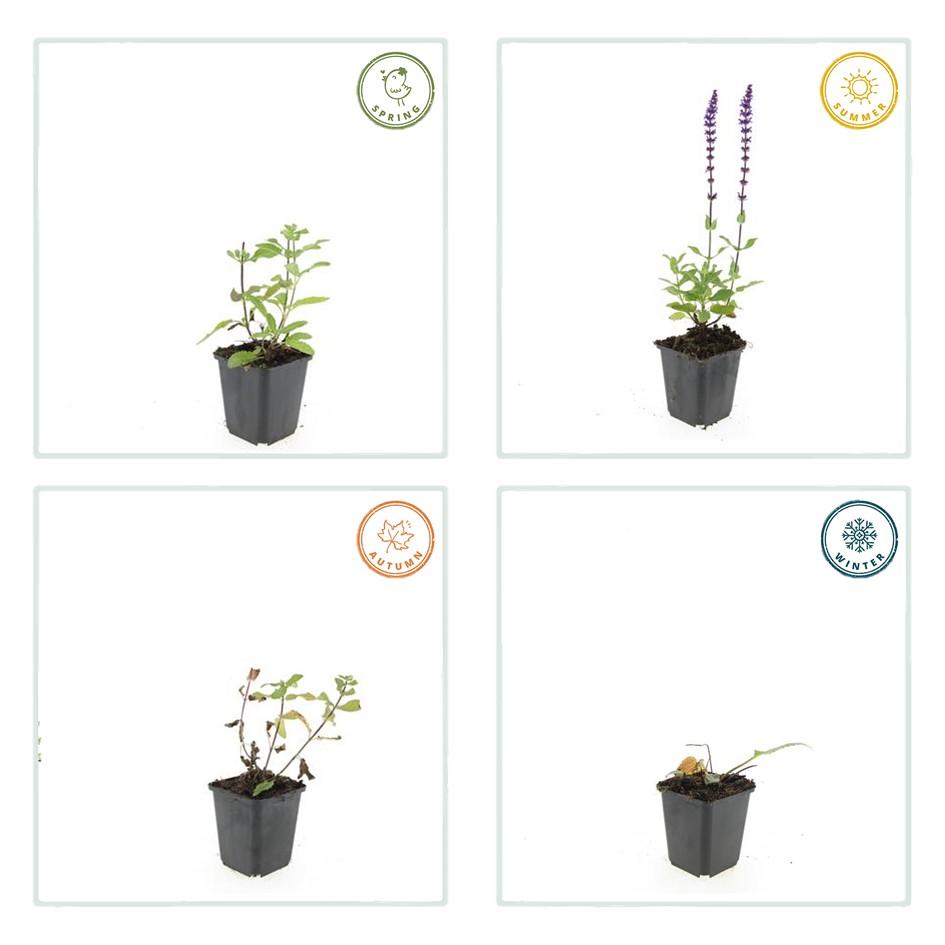 20x Salvia nem. 'Caradonna' - ↕10-25cm - Ø9cm