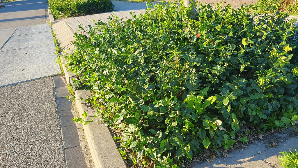 24x Euonymus fort. 'Coloratus' - ↕10-25cm - Ø9cm