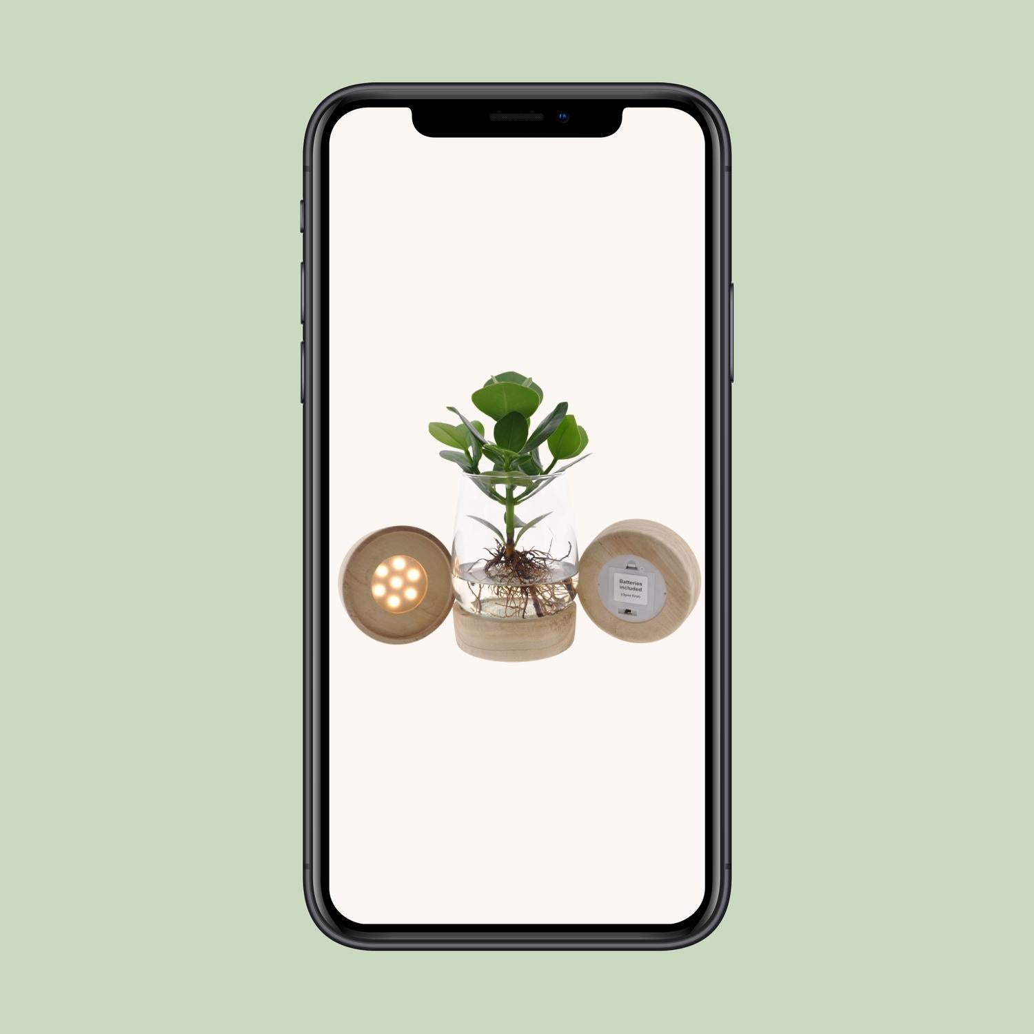 Clusia In Kingston Glas + LED - Ø12cm - ↕30cm