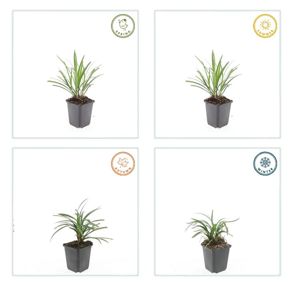 24x Liriope muscari 'Ingwersen' - ↕10-25cm - Ø9cm
