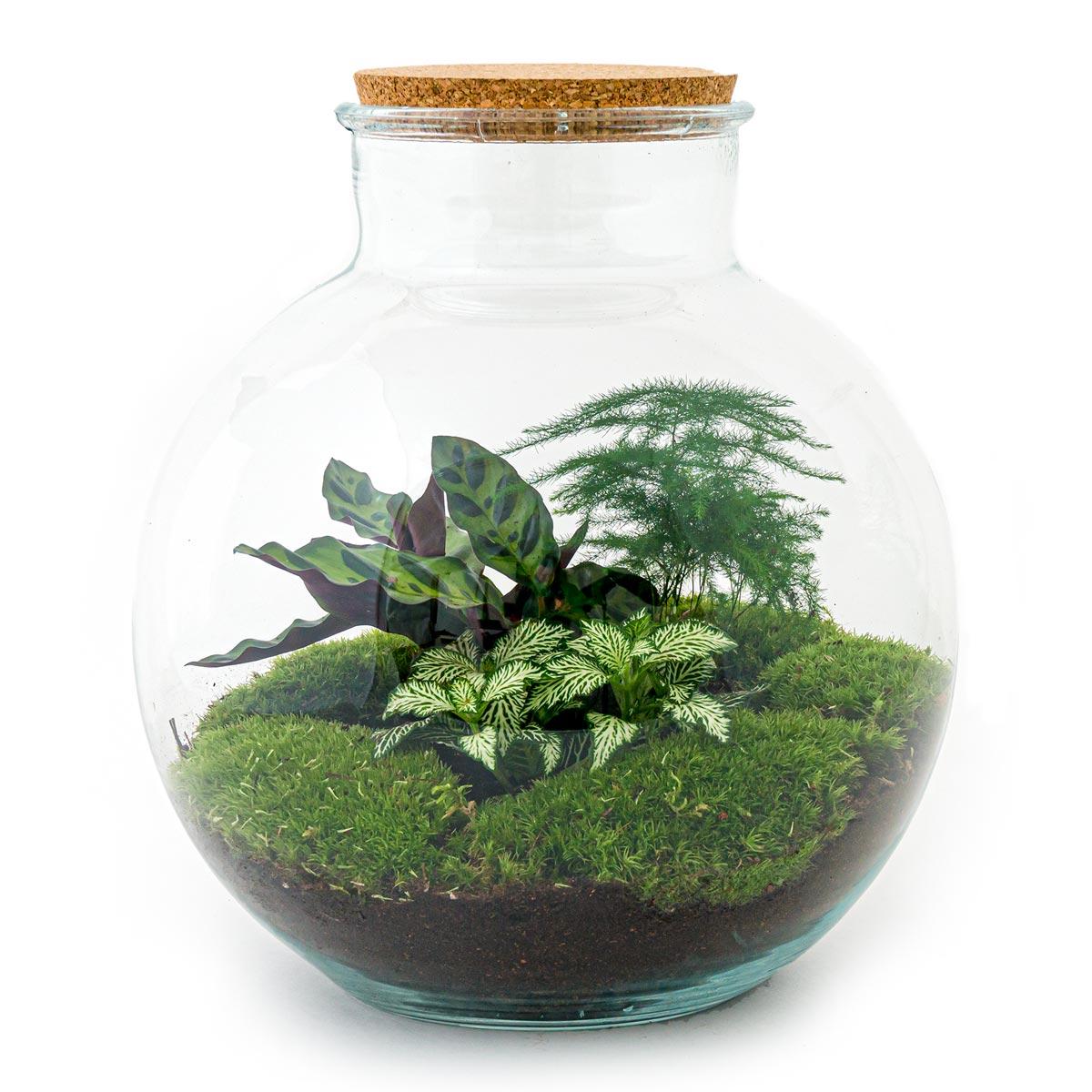 DIY Planten terrarium (met verlichting) - Bolder Bob - Ø 31 cm ↑ 30 cm - Rake + Shovel + Tweezer