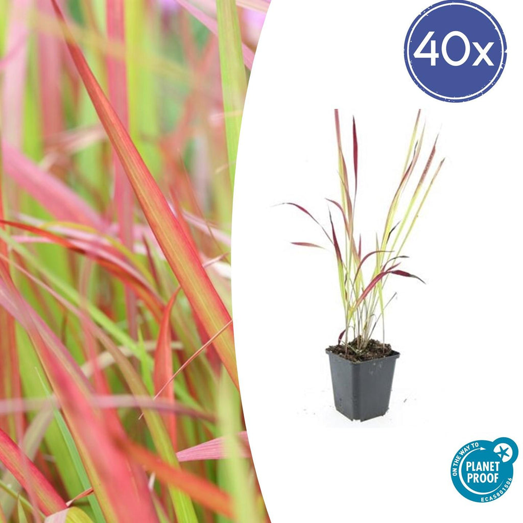 40x Imperata cylindrica 'Red Baron' - ↕10-25cm - Ø9cm