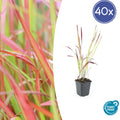 40x Imperata cylindrica 'Red Baron' - ↕10-25cm - Ø9cm