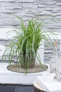 3x - Carex morrowii 'Ice Dance' - ↨30cm - Ø14