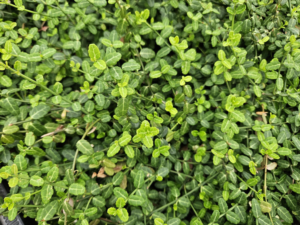 48x Euonymus fort. 'Minimus' - ↕10-25cm - Ø9cm