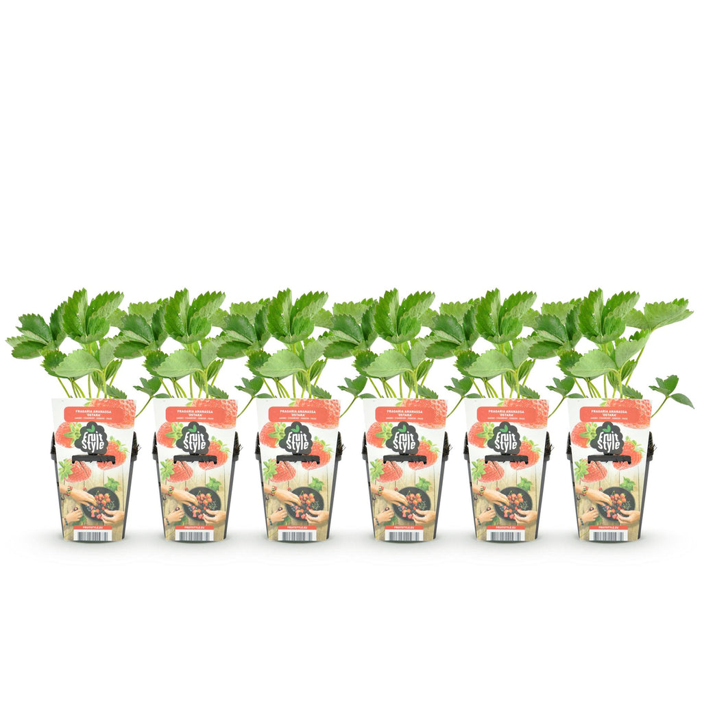 Green boutiQ - Fruitplanten - Aardbei - Fragaria Maxim - Winterhard - 6 Planten - Pot 9 cm - Rode Aardbei