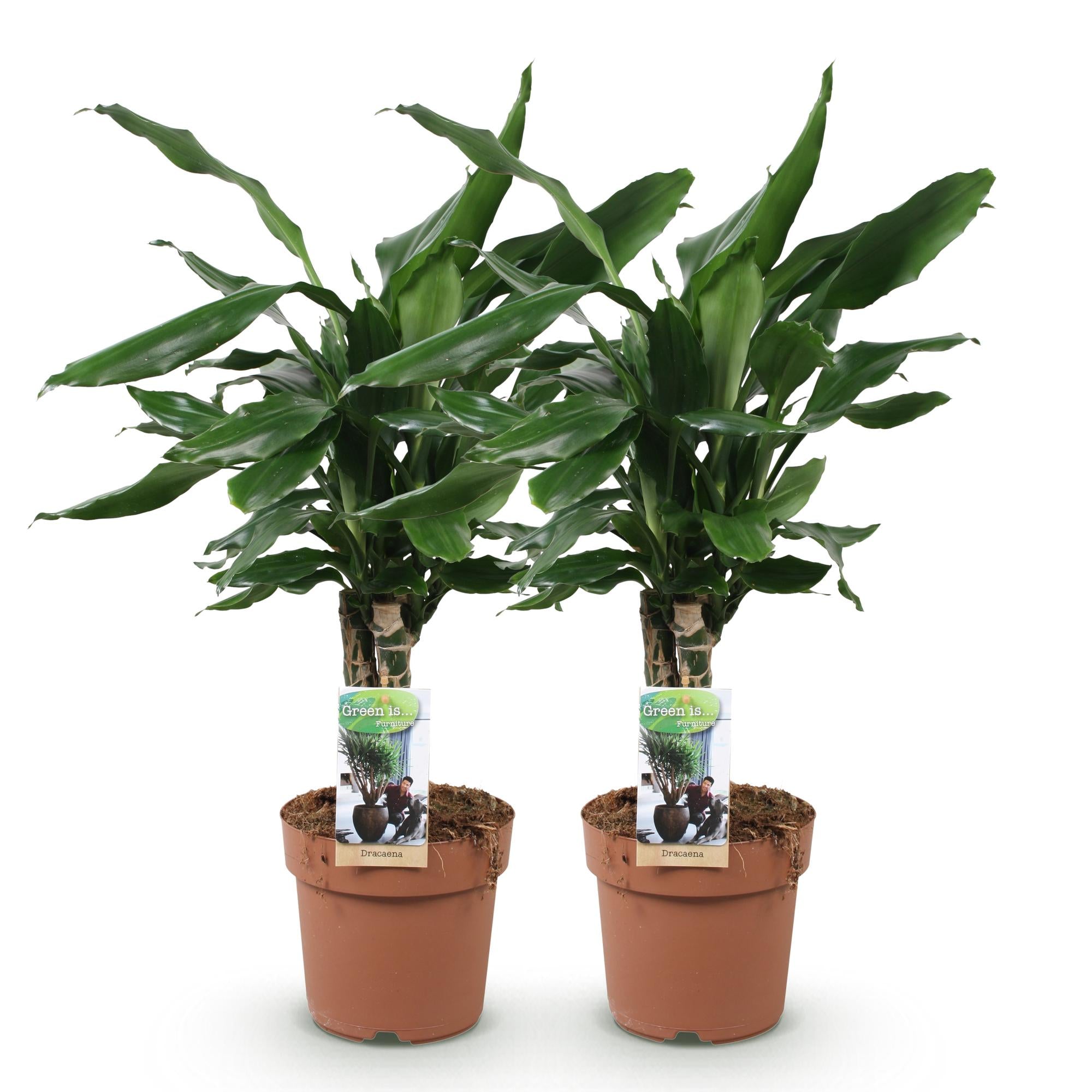 Green BoutiQ - Green is... Kamerplanten - Dracaena fragrans Steudneri - Drakenbloedboom - Weinig onderhoud - Groen - 2 Planten - Pot 17cm - Hoogte 50-55cm