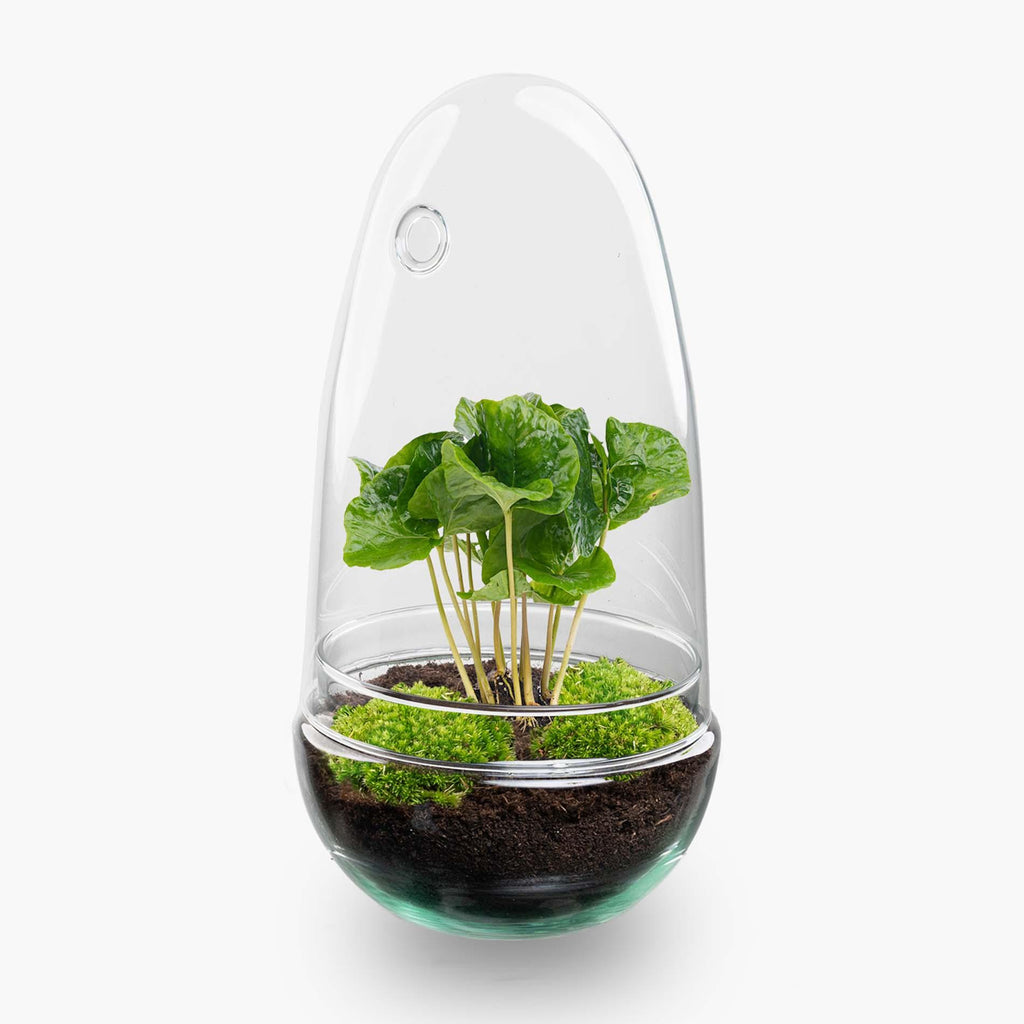 DIY Planten terrarium tweedelig bolglas - Egg Coffea - Ø 12 cm ↑ 25 cm