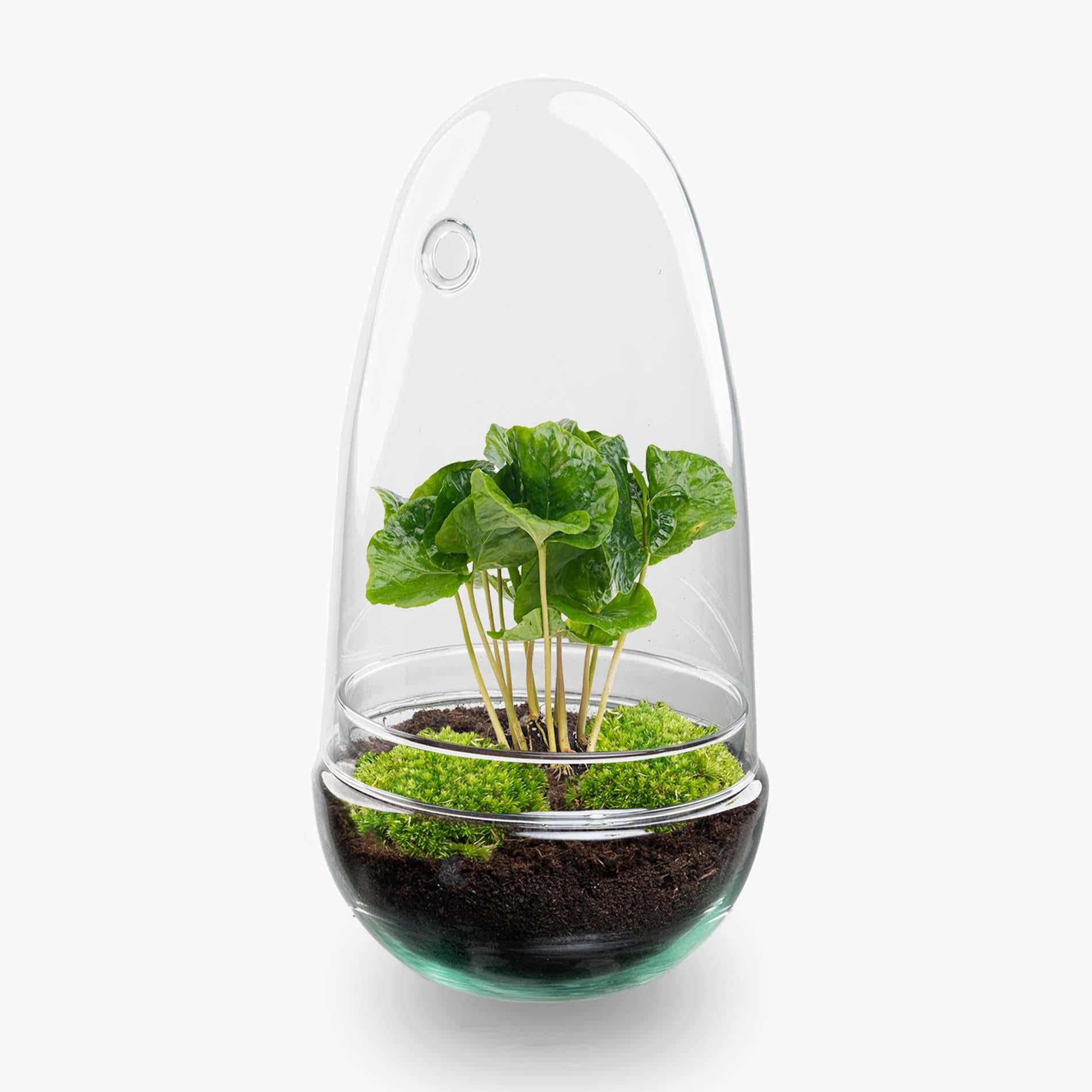 DIY Planten terrarium tweedelig bolglas - Egg Coffea - Ø 12 cm ↑ 25 cm