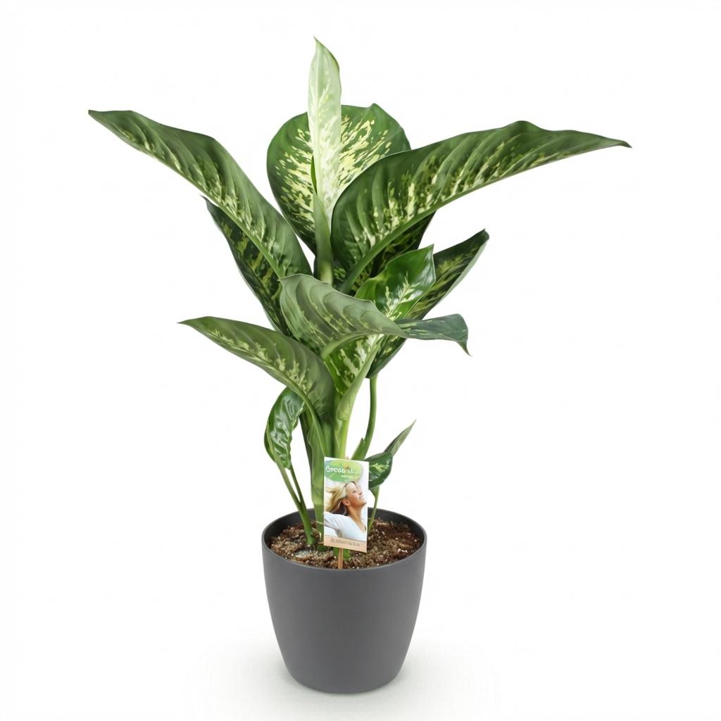 Green BoutiQ - Kamerplanten - Diefenbachia Tropic Snow - Dieffenbachia - Weinig onderhoud - Groen - 1 Plant - met Potter Grijs - Pot 21cm - Hoogte 90-100cm