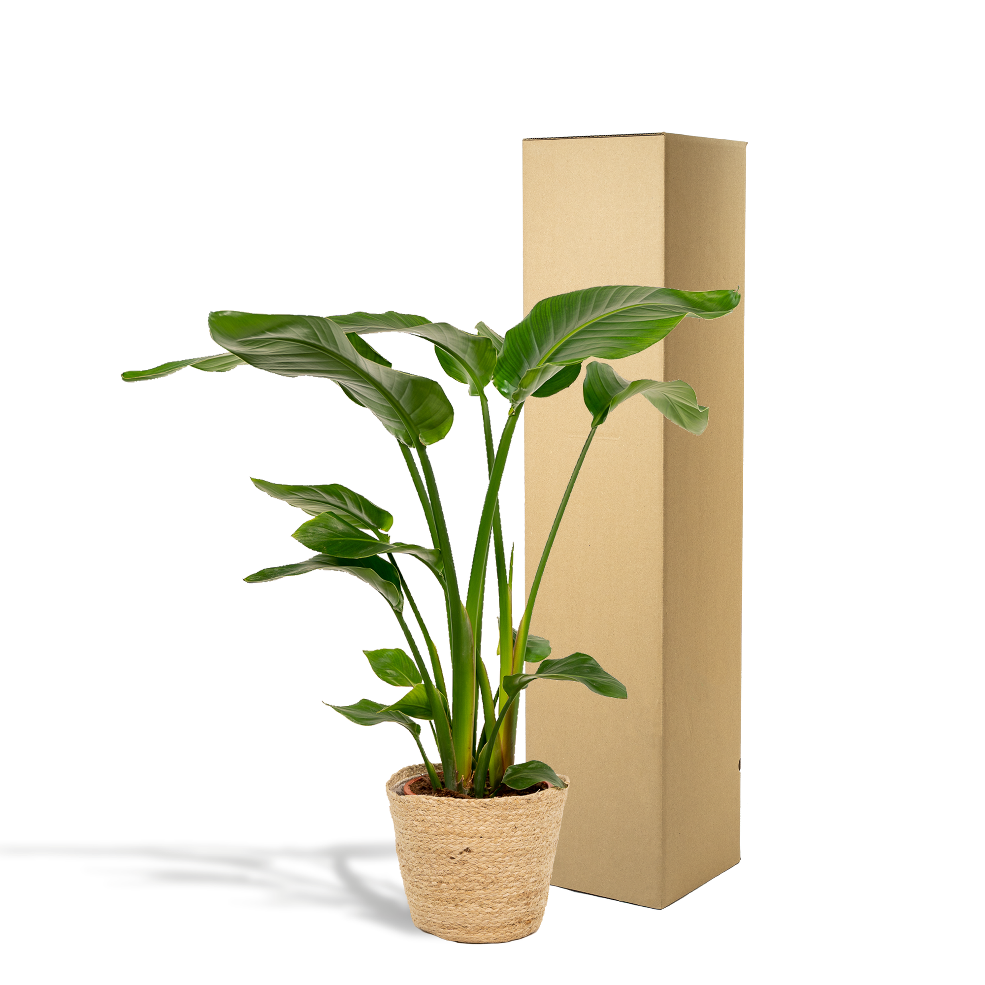 Strelitzia Nicolai - Ø19cm - ↕90cm + Mand Selin