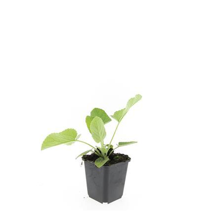 24x Phlomis russeliana - ↕10-25cm - Ø9cm