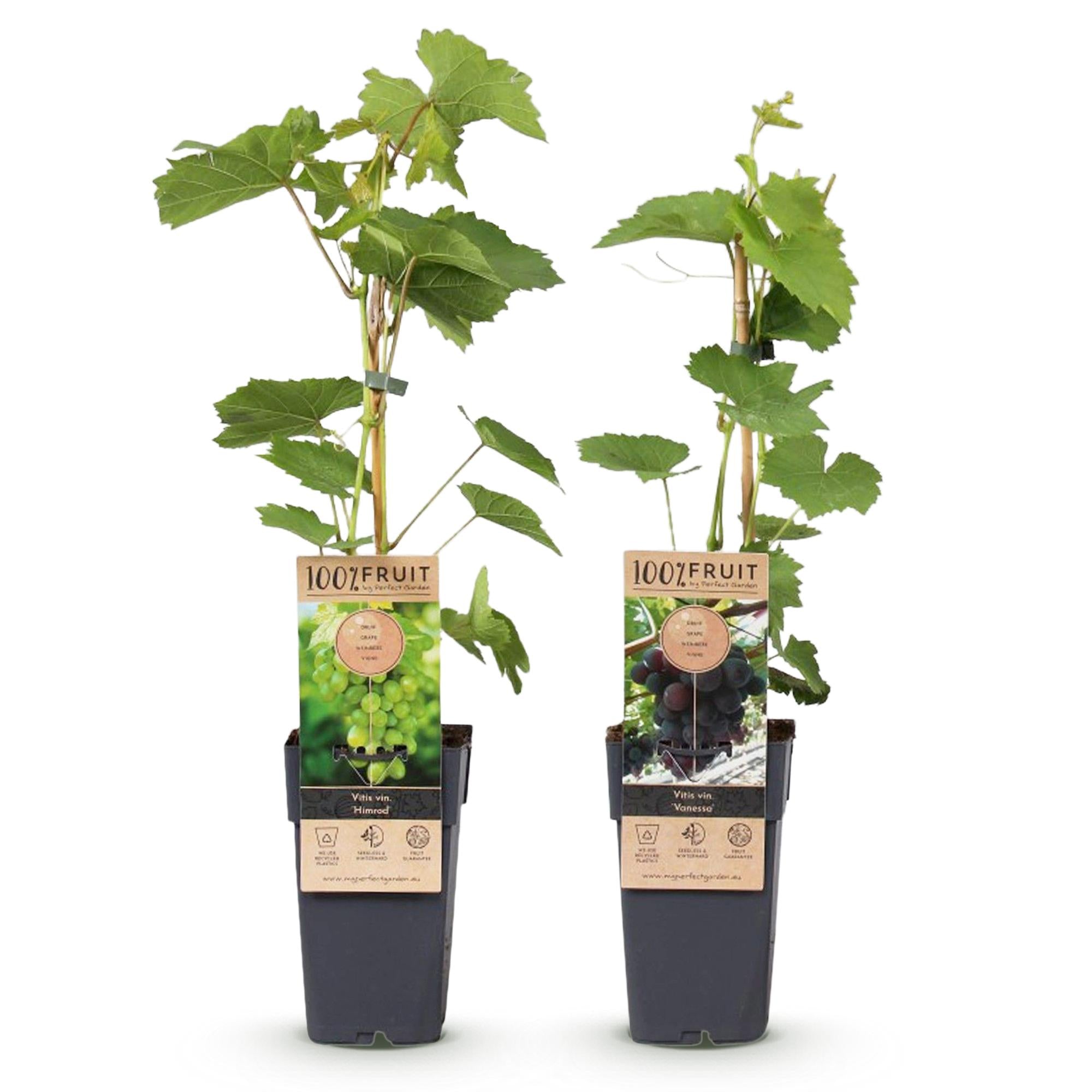Green boutiQ - Fruitplant - Paarse & Witte Druif -  Vitis vinifera Vanessa & Himrod  - Pitloos - 2 planten - Pot 15cm Hoogte 50cm