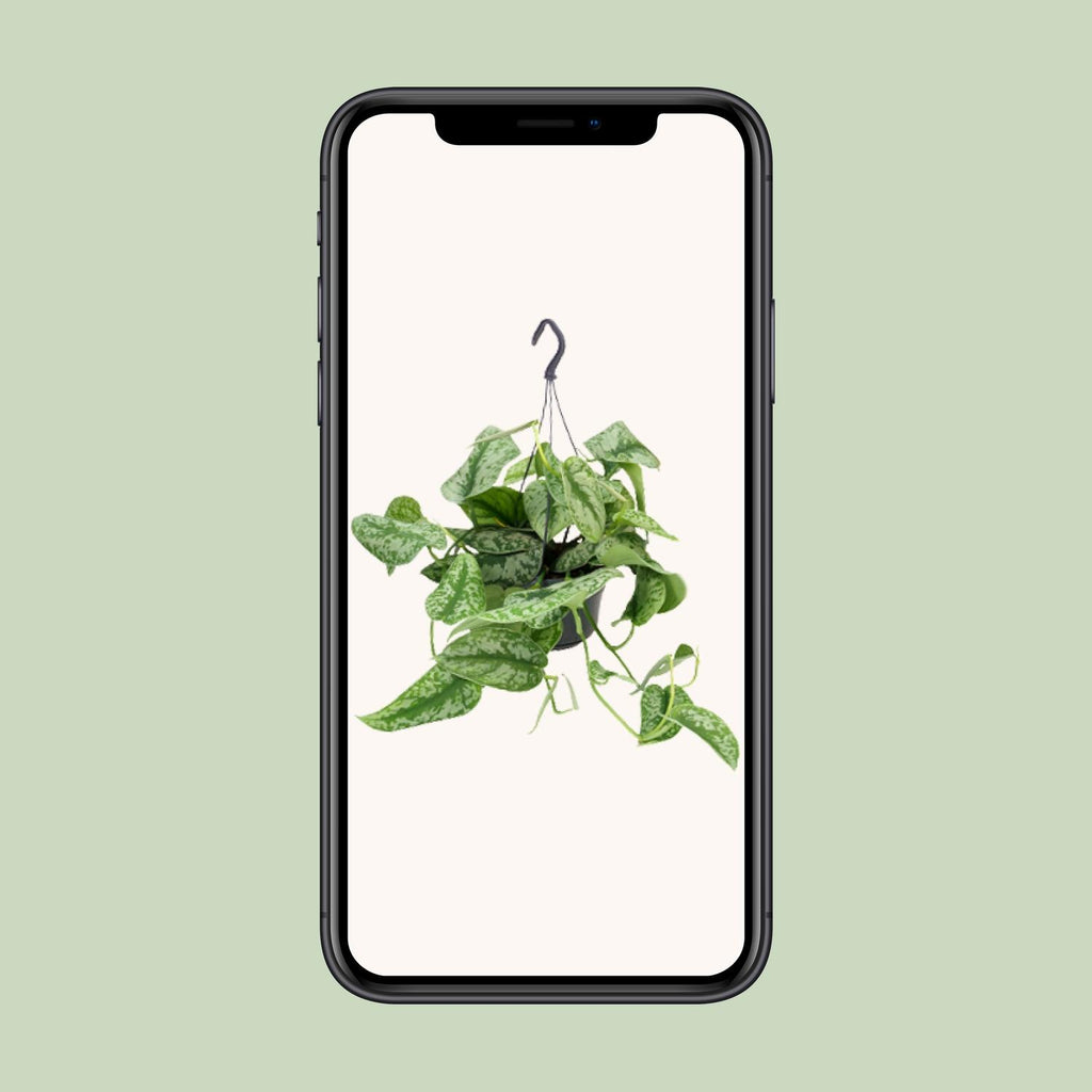 Scindapsus Pictus Trebie - Ø15cm - ↕25cm - Ø15cm - ↕25cm