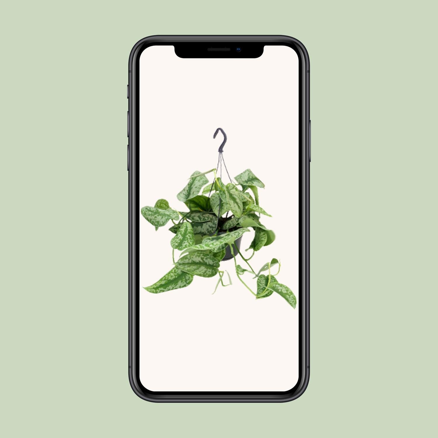 Scindapsus Pictus Trebie - Ø15cm - ↕25cm - Ø15cm - ↕25cm