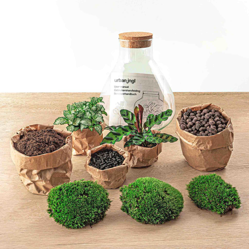 DIY Planten terrarium – Sammie Coffea White – ↕ 27 cm