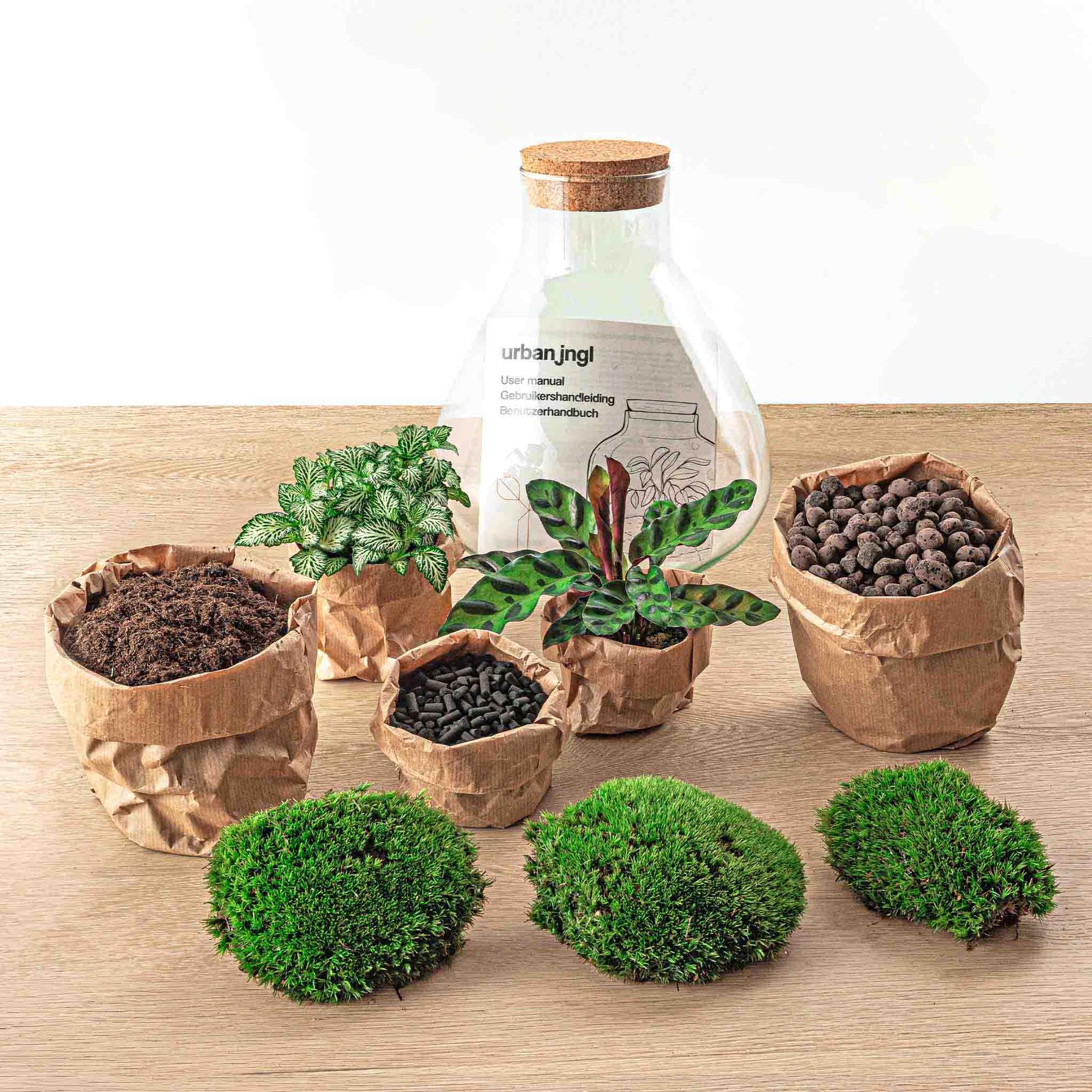 DIY Planten terrarium – Sammie Coffea White – ↕ 27 cm