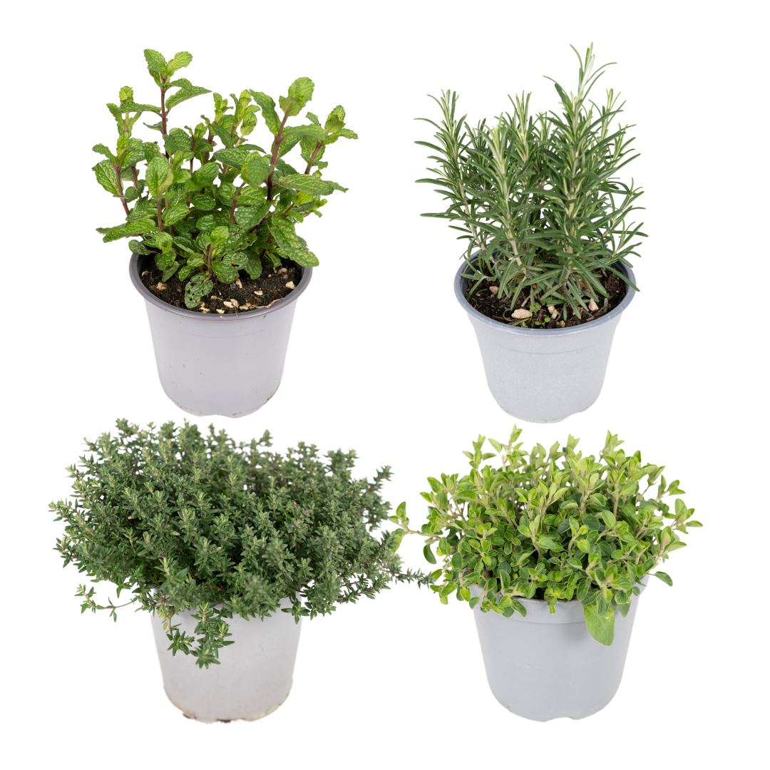 PROMO - Tuinkruiden Mix - 4 stuks - Ø14cm - ↕18cm