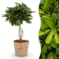 Green boutiQ - Green is… Kamerplanten - Schefflera Gold Capelle - Vingerboom - Weinig onderhoud - met mand - Groen - goud - 1 Plant - Pot 21cm - Hoogte 70-81cm