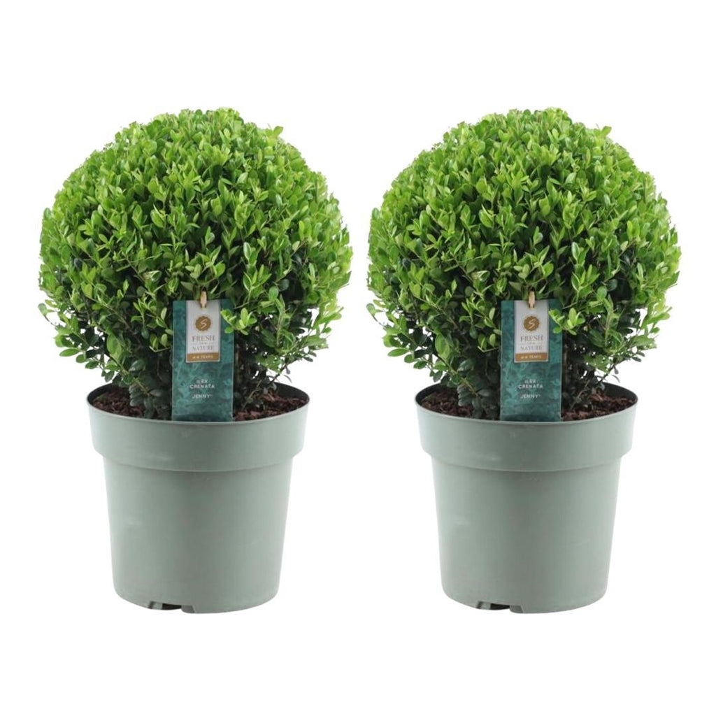 2x Ilex crenata 'Jenny' bol XL | set van 2 stuks | 25 cm Ø