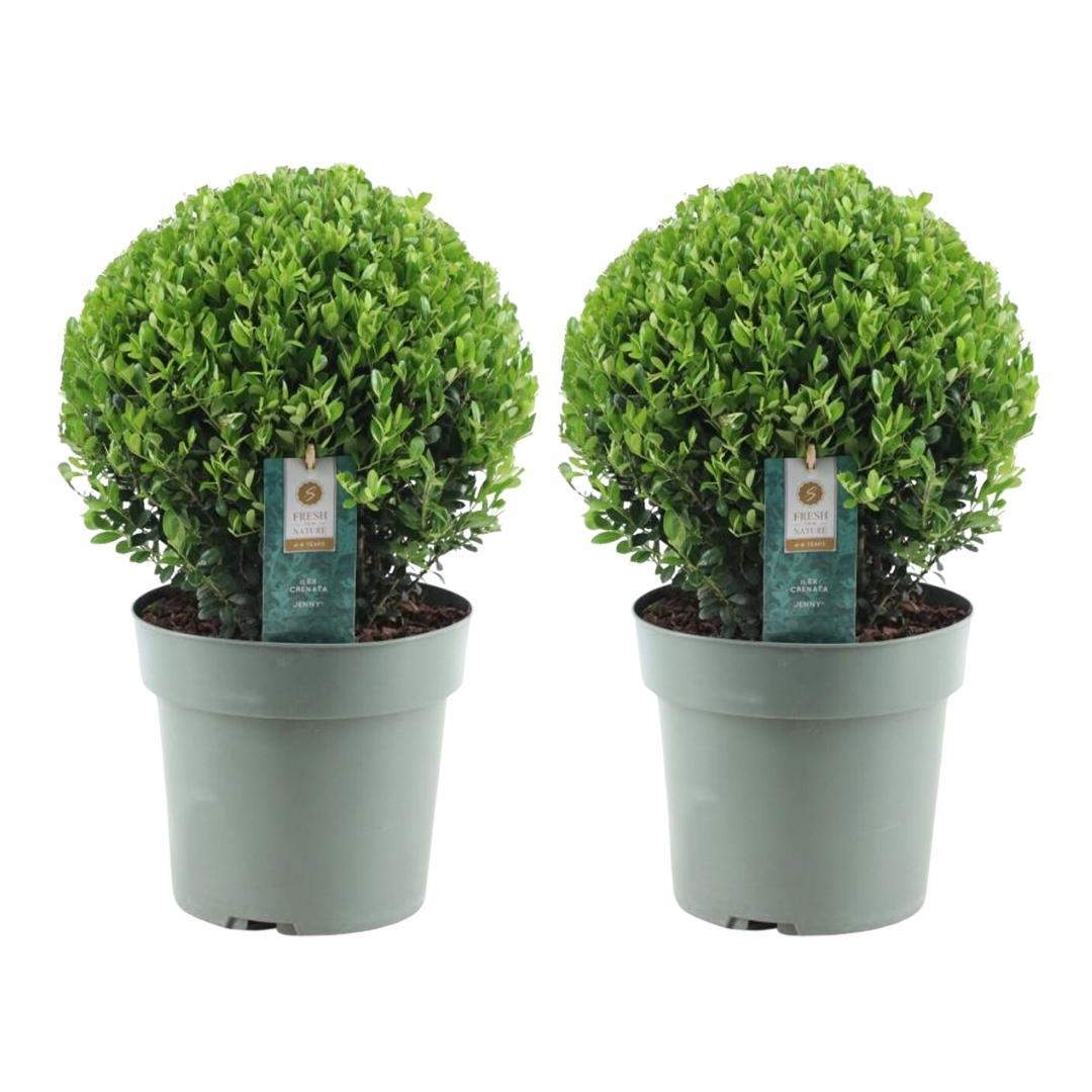2x Ilex crenata 'Jenny' bol XL | set van 2 stuks | 25 cm Ø