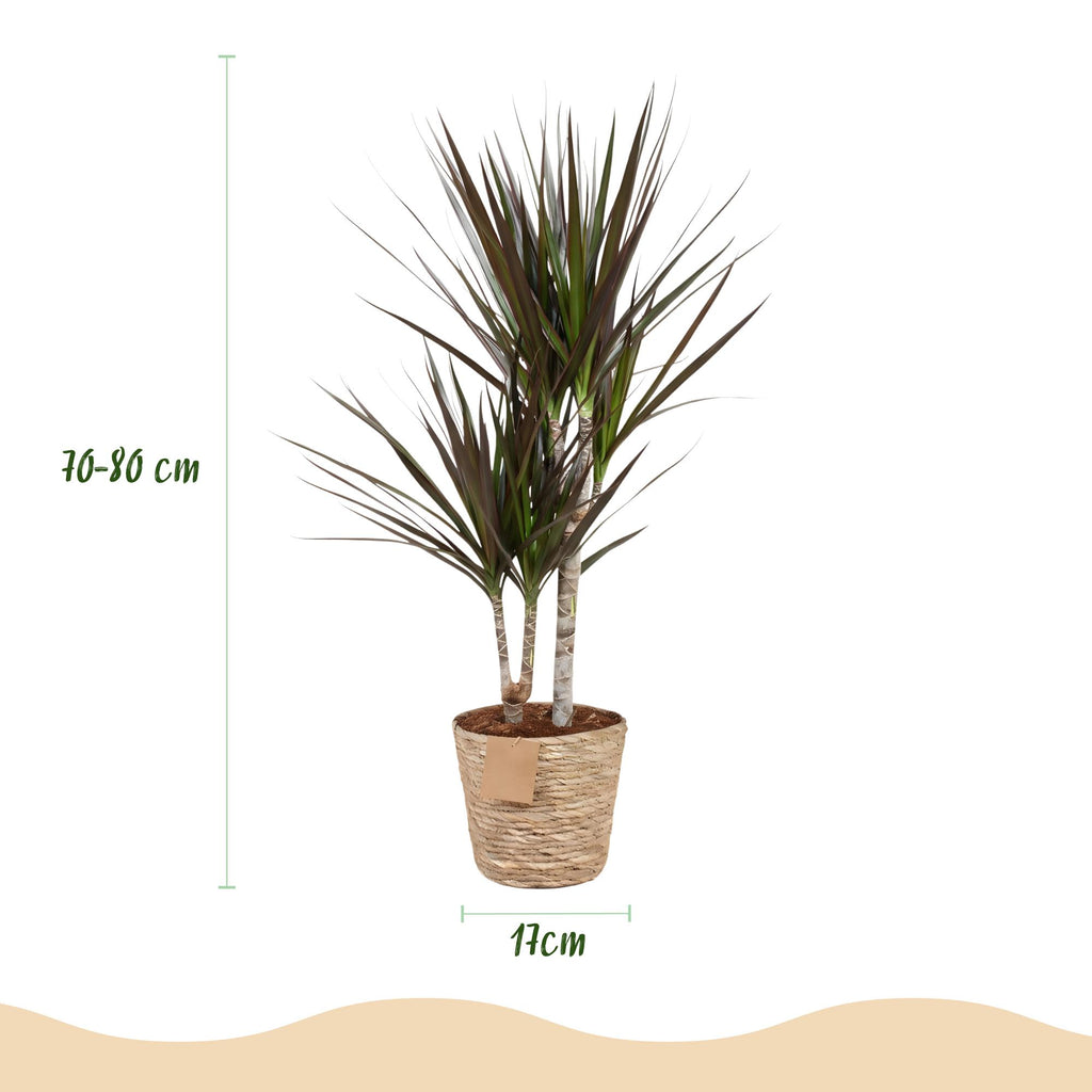 Green BoutiQ - Green is... Kamerplanten - Dracaena Magenta - Drakenbloedboom - Weinig onderhoud - met mand - Groen - 2 Planten - Pot 17cm - Hoogte 70-80cm